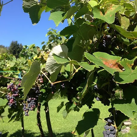 Catarina Tenero-Contra