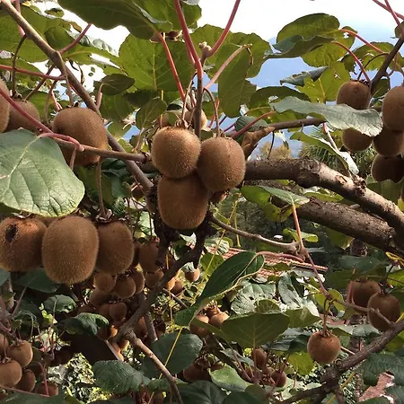 Catarina Appartement *