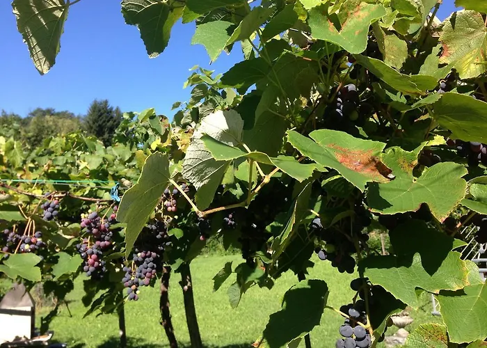 Catarina Tenero-Contra