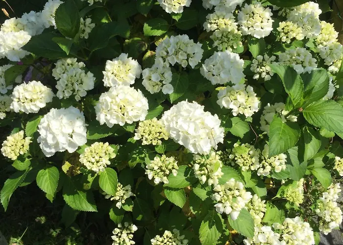 Catarina 아파트 *