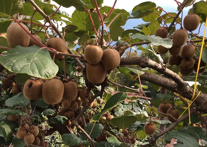 Catarina 아파트 *