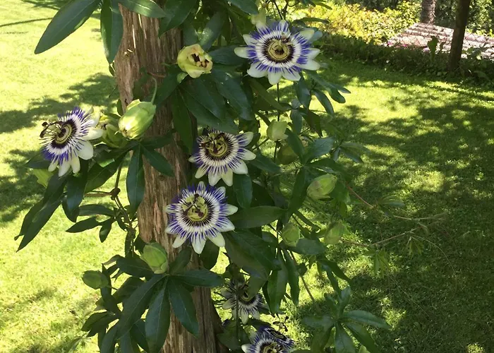 아파트 Catarina *